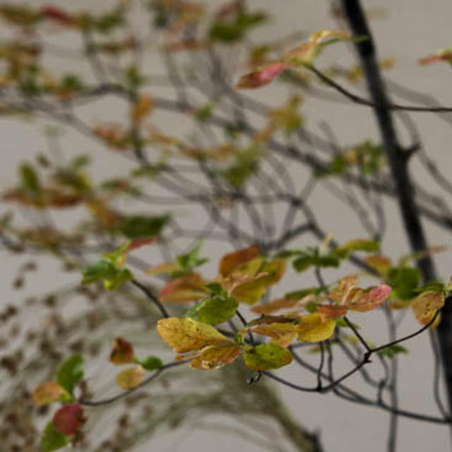そろそろ紅葉　.....