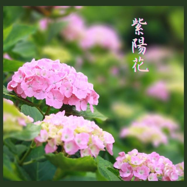 紫陽花