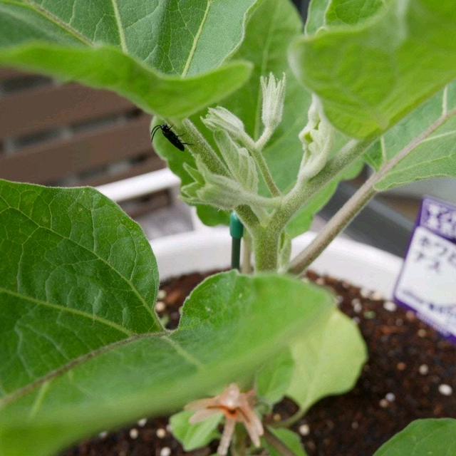サントリー本気野菜ホワとろナス、コンテナ栽培#最近撮った写真は