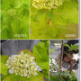 【ガーデニング】挿し木した紫陽花の花の色は…最高の母の日のプレゼントは！？