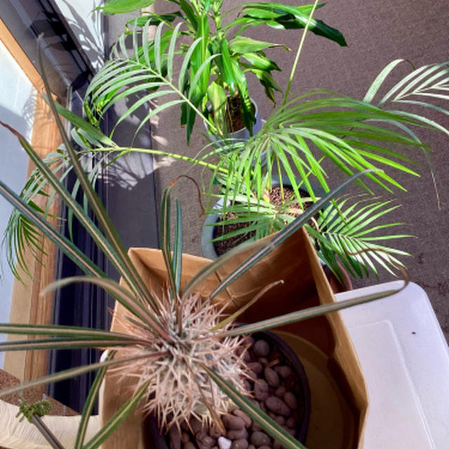 寒くなるまでに鉢植えの手入れをする