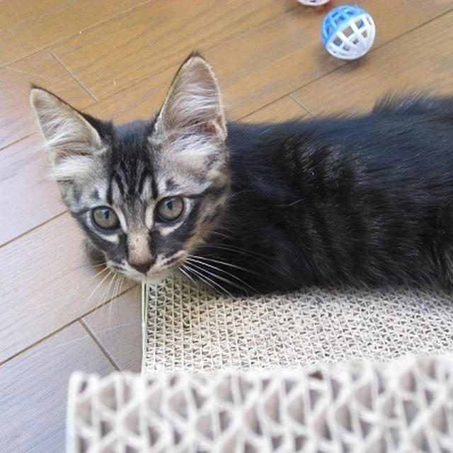 研がない・・・ちびにゃんず♪