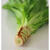 Celtuce