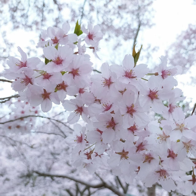 桜満開＼(^o^)／今年は花桃も同時に開花してました(^^)