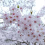 桜満開＼(^o^)／今年は花桃も同時に開花してました(^^)