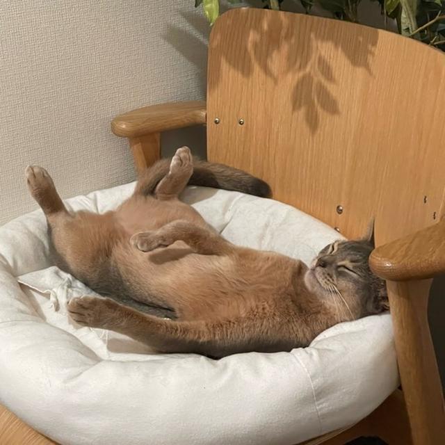 おじさんの寝相の坊
