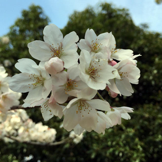 春のお散歩　「桜が咲き始めました」