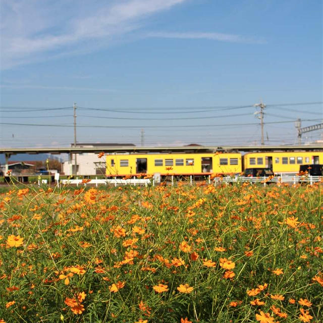キバナコスモスと黄色い電車