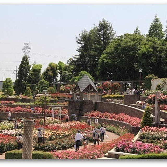 バラ公園へ* 伊丹市荒巻