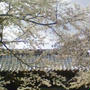 ☆伊豆の桜☆