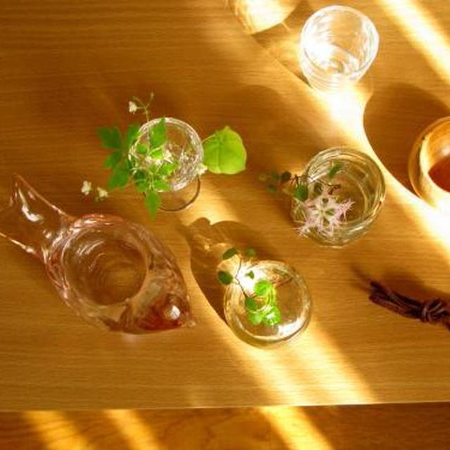 部屋の植物たち*