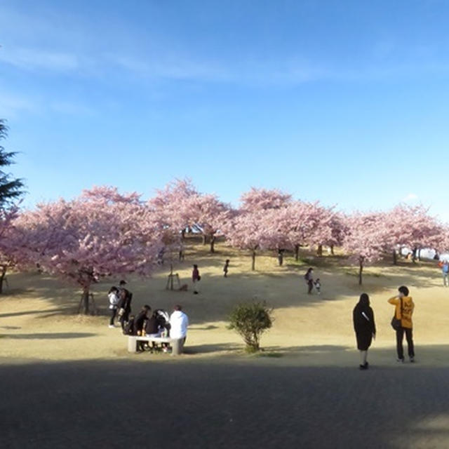 伊勢崎市民の森公園の河津桜 By Hisaさん レシピブログ 料理ブログのレシピ満載