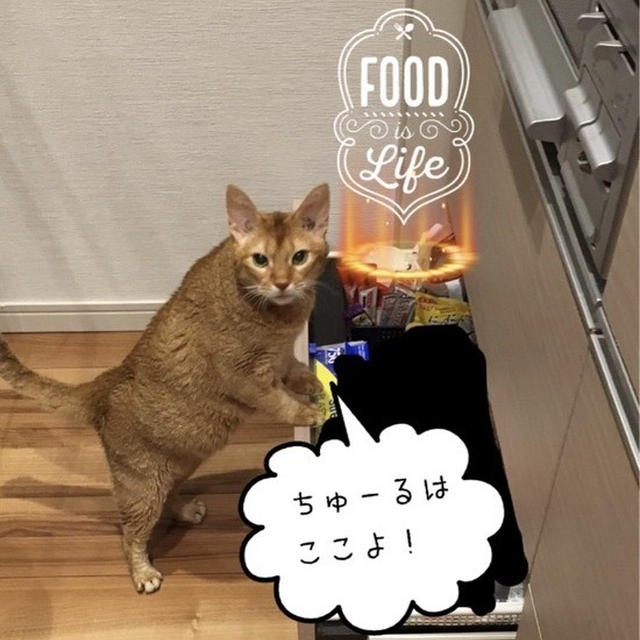 【懐かし写真】ひなちびのちゅーる劇場&ひめちゃんの独壇場
