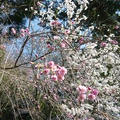 桜満開♪我が家でお花見♪＆桜餅（関東風）
