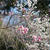 桜満開♪我が家でお花見♪＆桜餅（関東風）