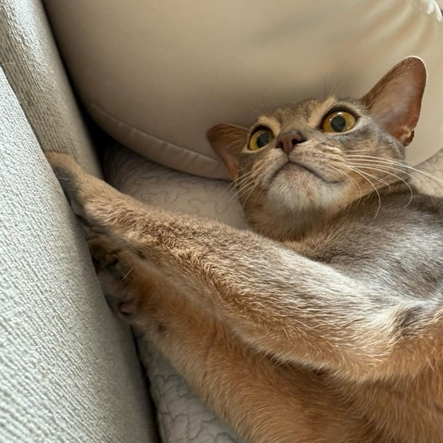 飼い主の横でチョロチョロ遊ぶのは甘えてるのかな？