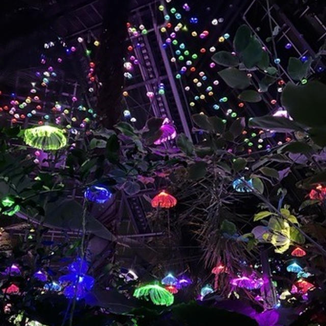 花の文化園、イルミネーション