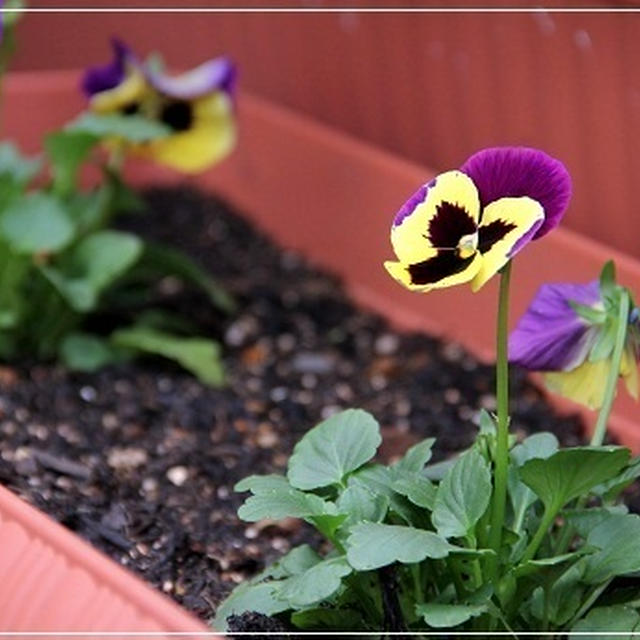 ・パンジーの苗植えとはつか大根の収穫♪
