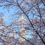 ＊SAKURA・2015＊