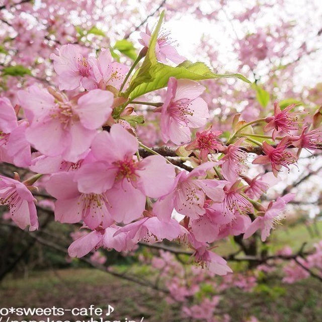 お散歩＊早咲きの桜