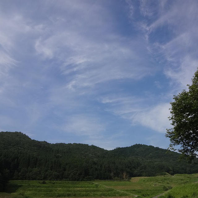 可愛いカエル、見～つけた（天使レベル）