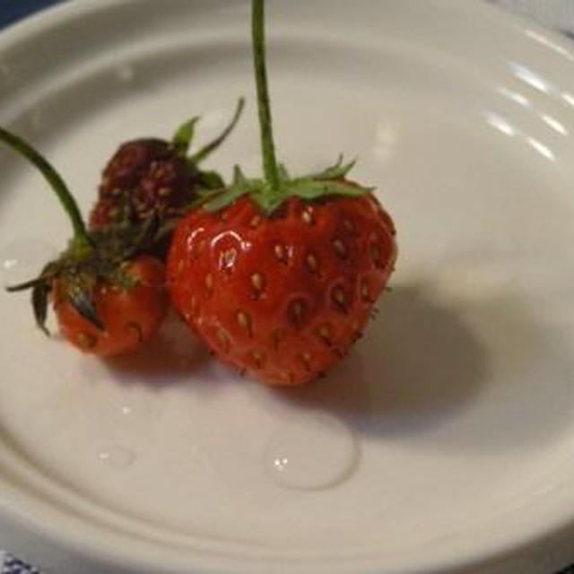 いちごの収穫
