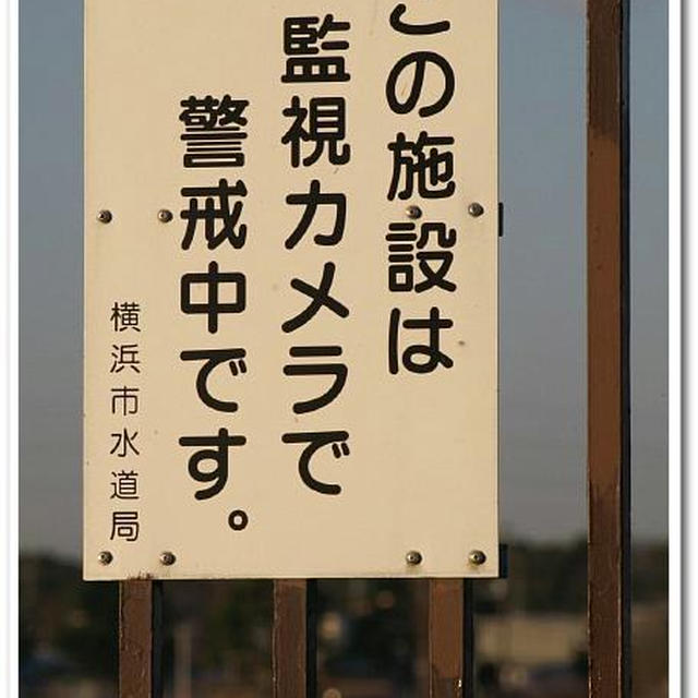 《今からが旬！！可愛い綺麗な鴨達の特集》図鑑的にご紹介です。相模原浄水池にて。P-3