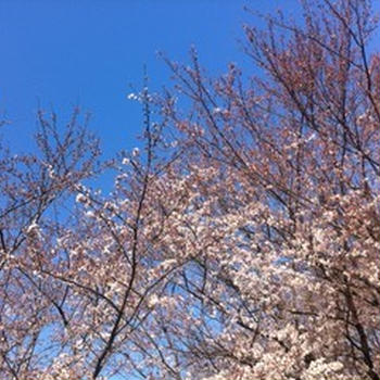 桜・桜・桜