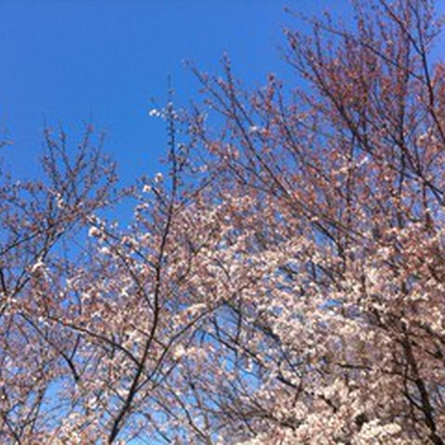 桜・桜・桜