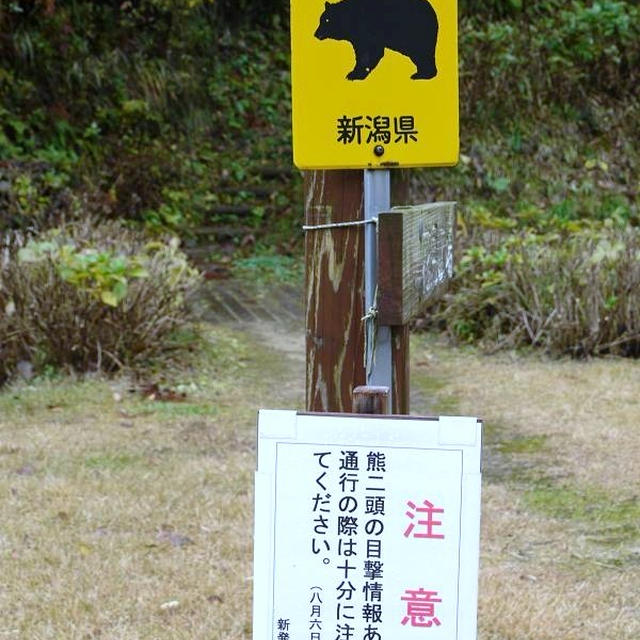新発田市五十公野公園の紅葉と、白菜と大根のクリームシチュー