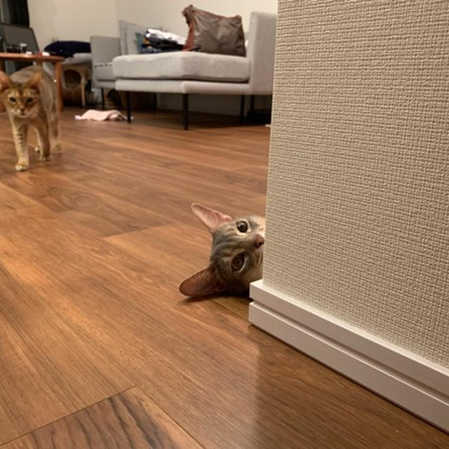 構ってマン、避けられるマン
