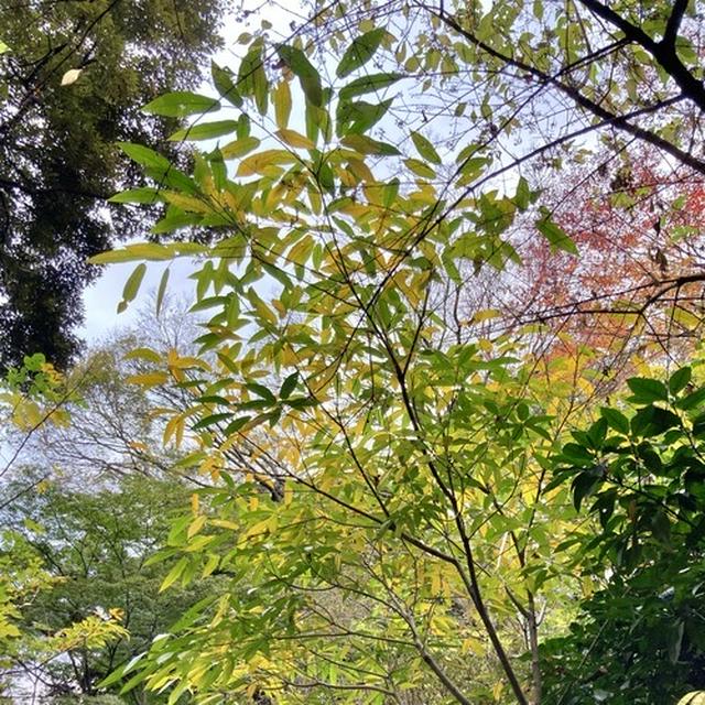 《紅葉》秋のお散歩で駒込駅の六義園へ。初登場のシマリスのココちゃん