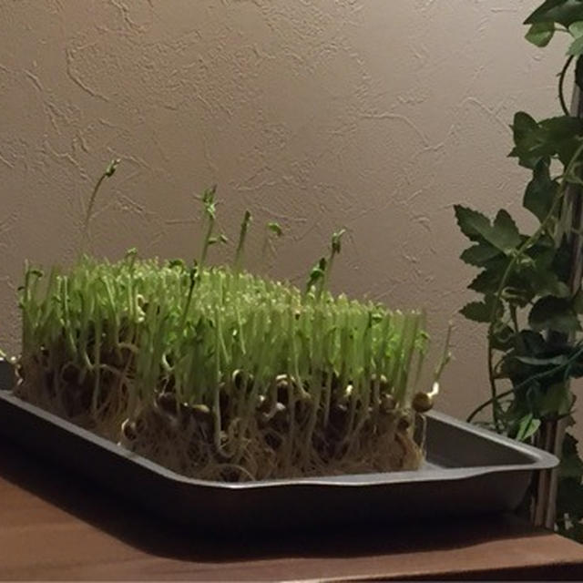 豆苗