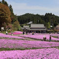 芝桜園　花のじゅうたん。