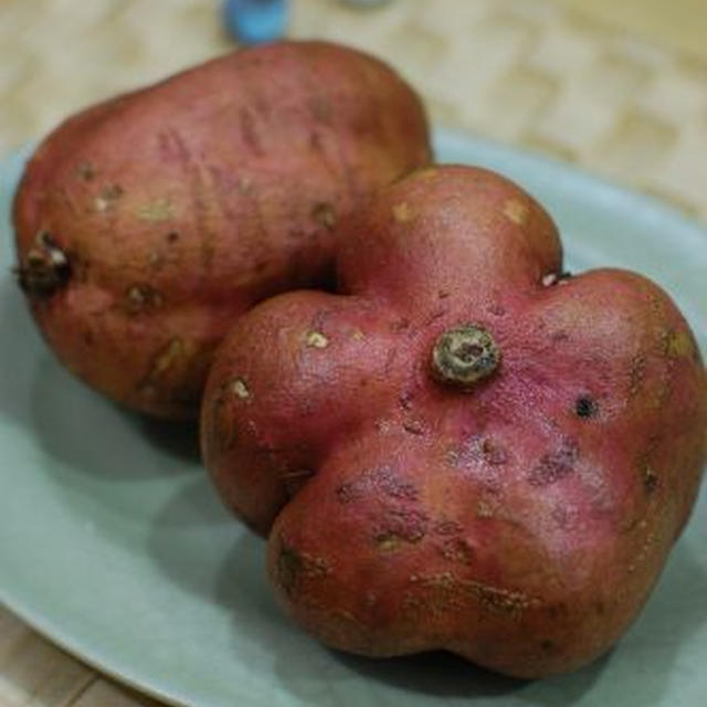 なんだこのイモは