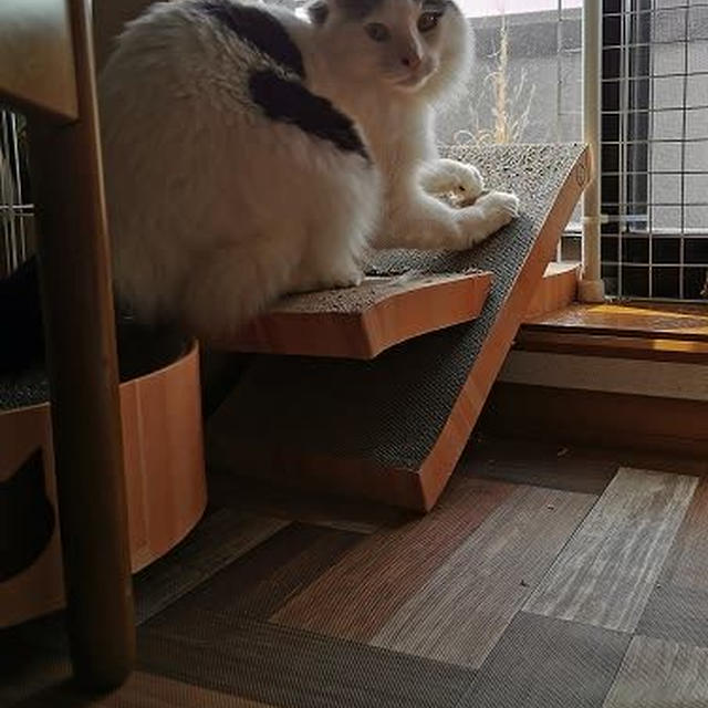 見てて～！