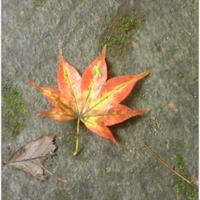 ●ご愛読下さったみなさま、本当にありがとうございました＾＾