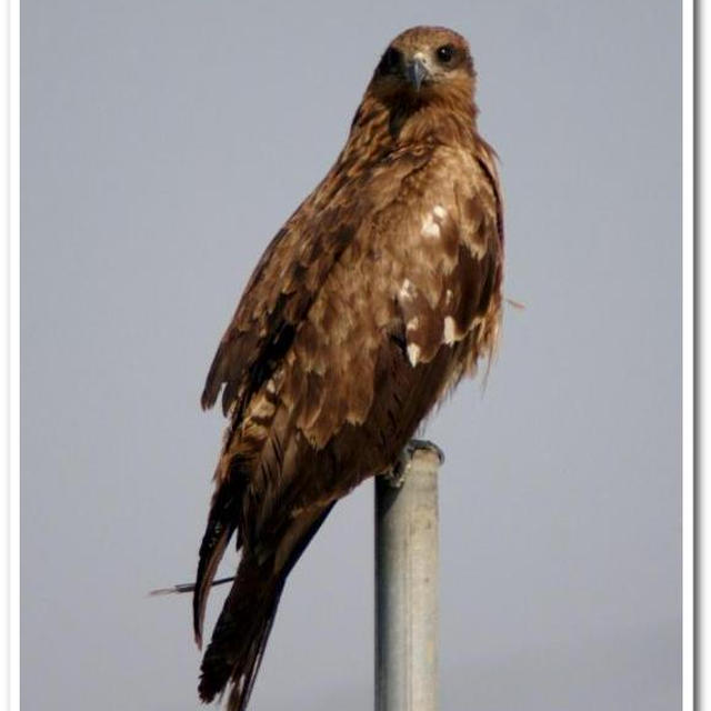 思い出綴り「江の島にて。」野鳥／食事　孫のスナップP-３  です。
