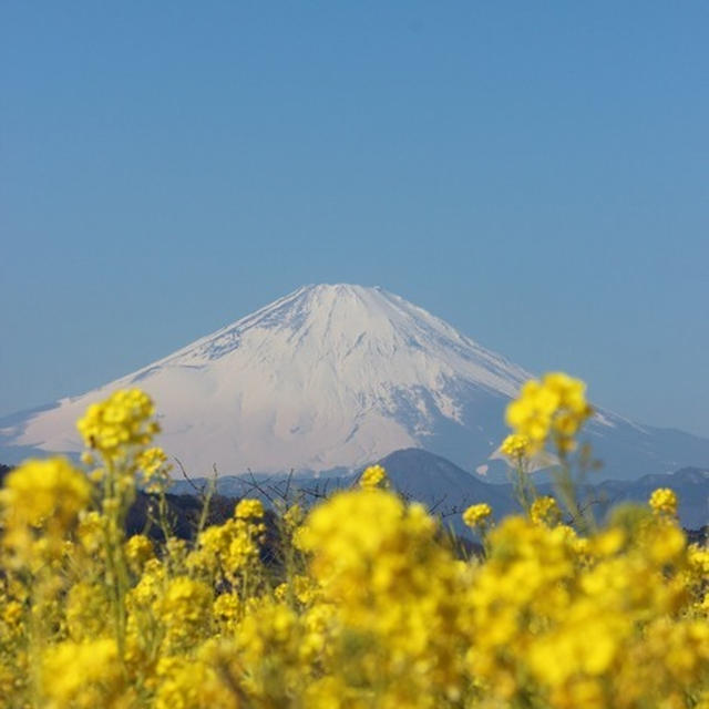 富士山と菜の花
