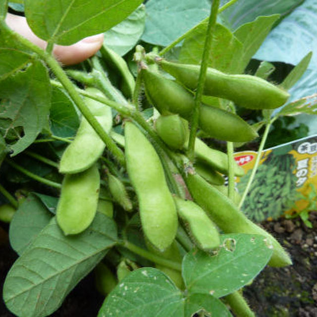 茶豆の収穫