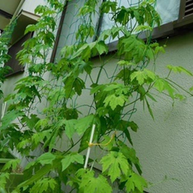 今朝の地震は驚きました(　ﾟдﾟ)で、ちびゴーヤ発見＾０＾