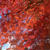 東福寺の紅葉！圧巻でした！