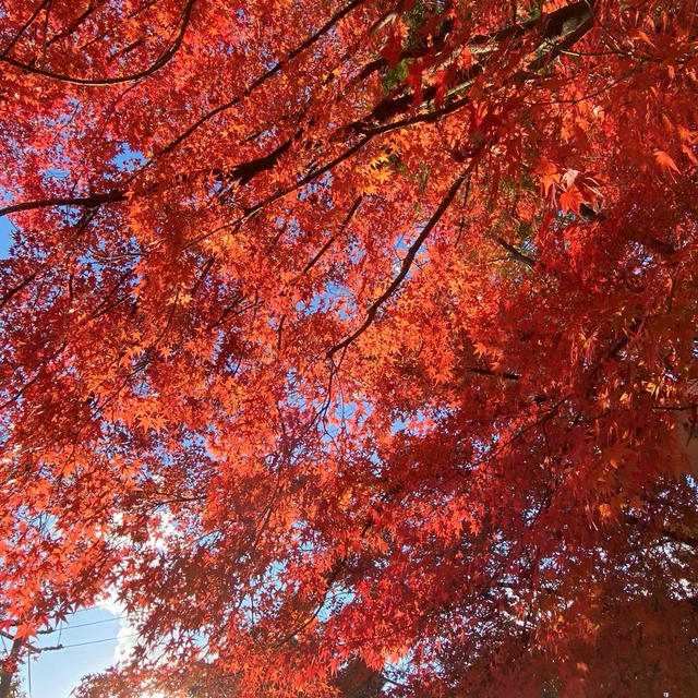 東福寺の紅葉！圧巻でした！