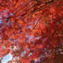 東福寺の紅葉！圧巻でした！