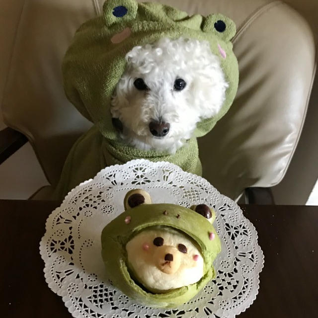 トイプーだいず☆かえるに変身！