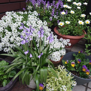 玄関の花