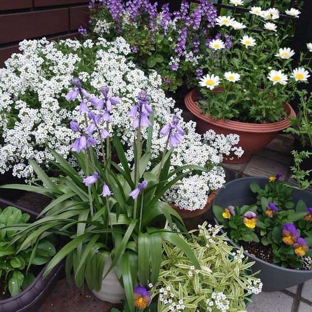 玄関の花