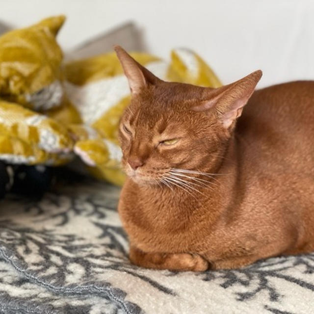 ねこさんと、ねこさんと、ひめちゃん