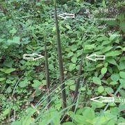 庭の細いタケノコ(?)を生ける　