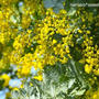 黄色がいっぱい＊ふわふわミモザの花